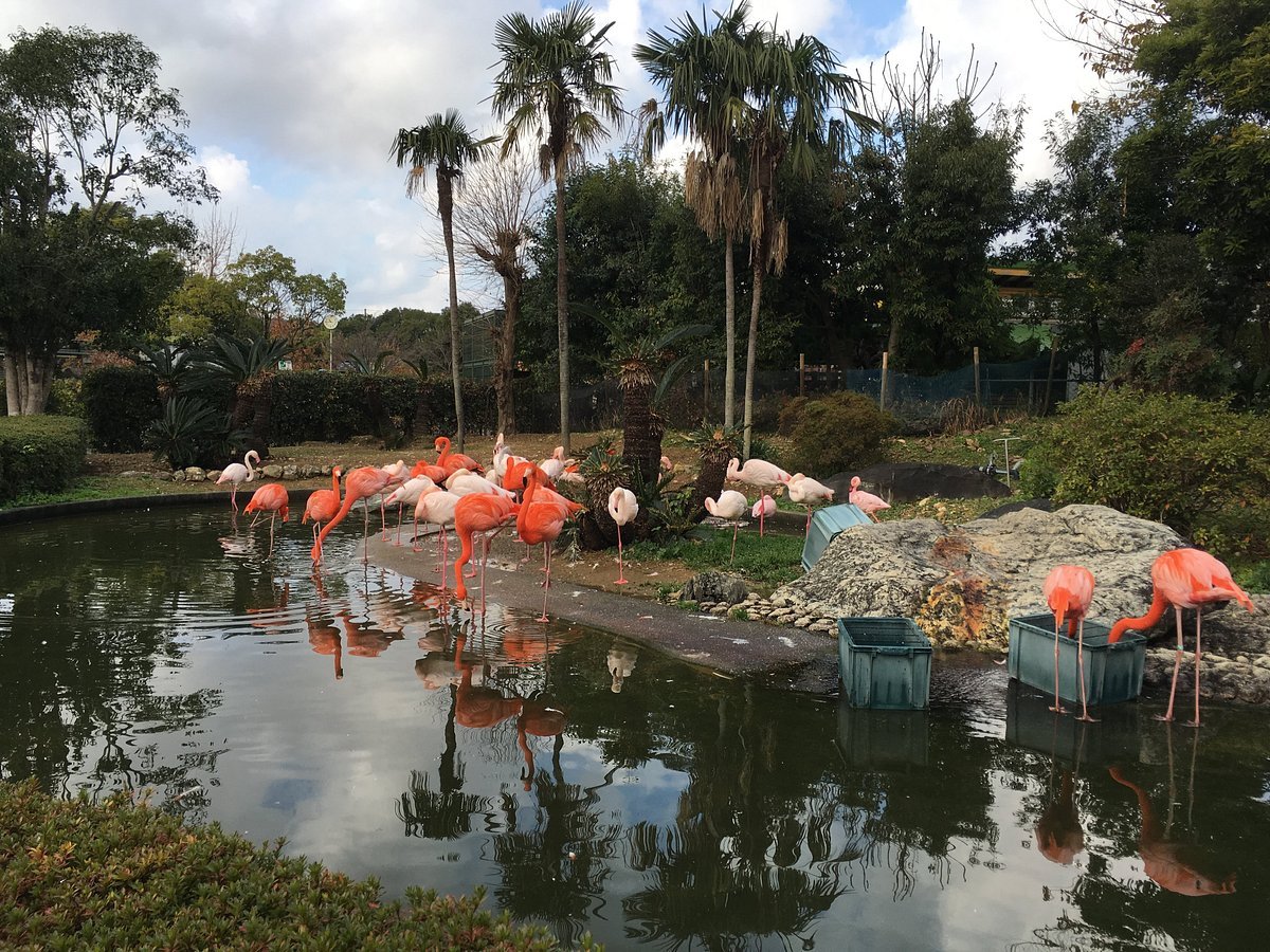 🦁 완파쿠 고치 동물랜드 (완파쿠 코우치 아니마루란도) 이미지 5